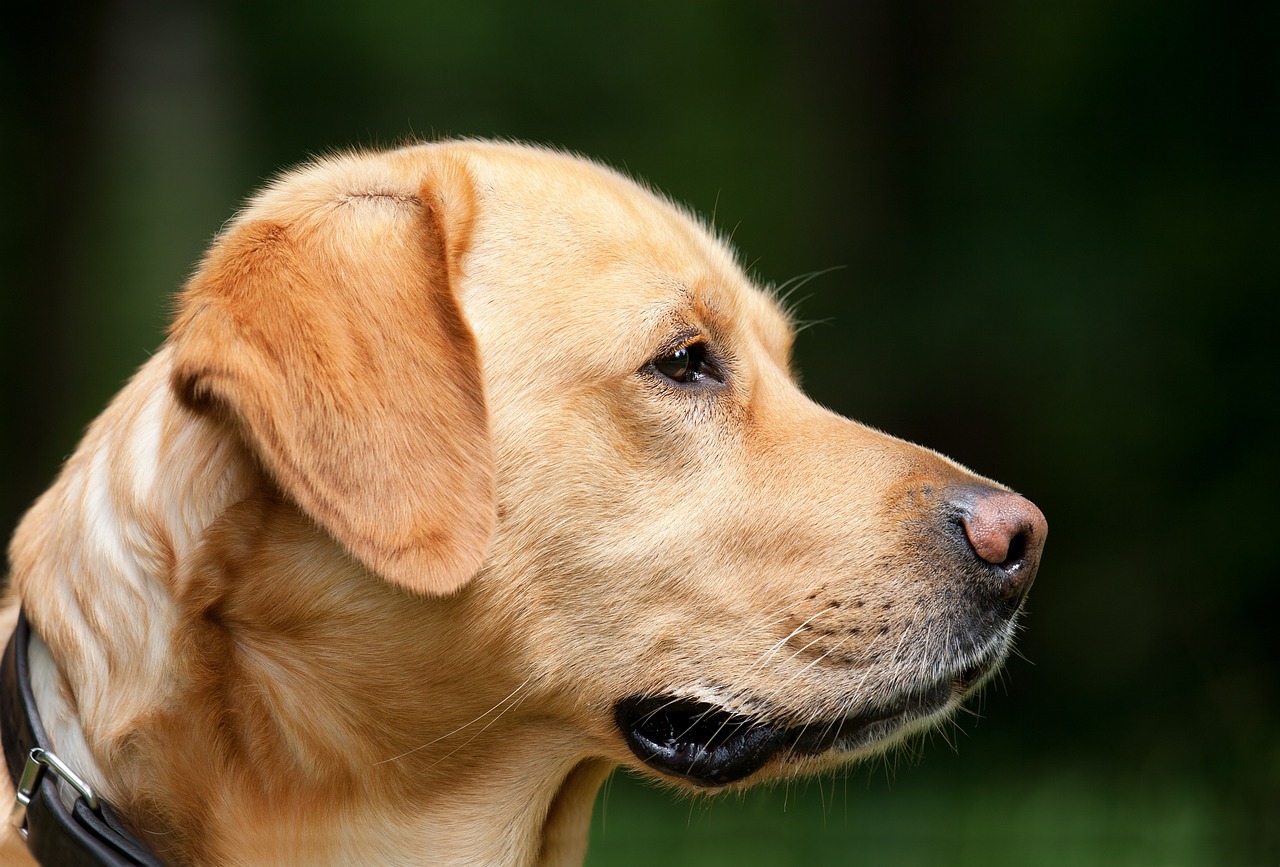 Lessons From a Seeing Eye Dog